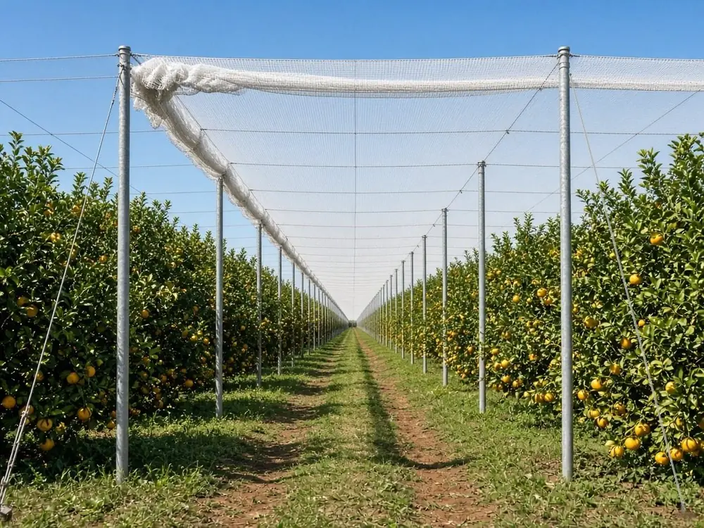Canopus flat-top net house on galvanised steel poles over a citrus orchard